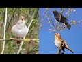 Four Hours Relaxing Birdsong: Blackbird, Nightingale, Song Thrush and Garden Warbler