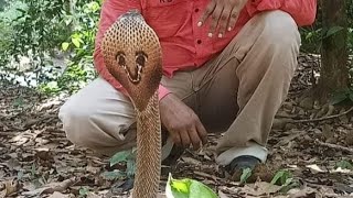 Kasargod നിന്ന് KTS പനയാൽ പിടികൂടിയ മൂർഖൻ പാമ്പ് | spetacled cobra , scientific snake rescue, kerala