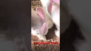 Rabbit breeding.បង្កាត់ទន្សាយ