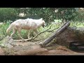 とくしま動物園に行って来た☺シンリンオオカミゆうき