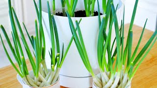 2 Cool Ways to Regrow Scallions! #Shorts \