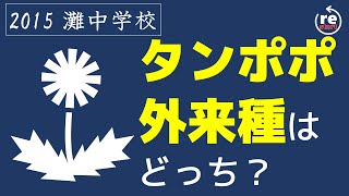 【灘  理科】タンポポ、外来種はどっち？　1問解説