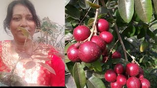 Ruby Longan Fruit Tree Plant Repotting |