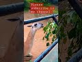 Dehiwala zoo.Please subscribe to my channel.