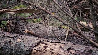SURE Project - Forest disturbances