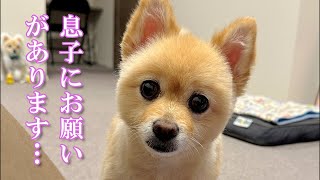 【お願い】息子の引っ越しが無事に終わったので、あるお願い事をしました！