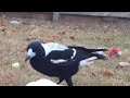 angry magpie