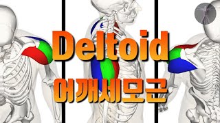 [골격근] Deltloid, 어깨세모근, 삼각근