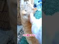 【はっさく💕新春から甘えています🐈️】1 4 土 15 00〜なづママライブ生配信決定🎙️ なづママyoutube 生配信 猫動画 猫のいる暮らし 猫 ねこ＃ネコ 猫 cat cats