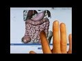 Visible Body 3D Digestive Anatomy for iPad tutorial