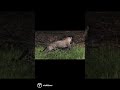 Jaguar hunting caiman in the Pantanal .