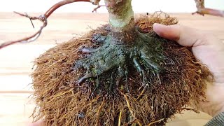 🔝 BONSAI ARCE PALMATUM - CÓMO CREAR UN BUEN NEBARI