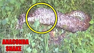 Anaconda Snake - Giant Snake Swallows Deer - Biggest Snake In The World - FULL