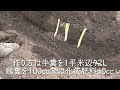 tips for growing dried green onions that can be harvested 3 times by spring from a japanese farmer