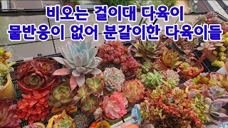 비오늘 걸이대 슈퍼클론 분갈이한 이모저모 다육이들 이야기♦️ 다육이 키우기 물주기 팁♦️러블리로즈 키우기  Succulents 多肉植物