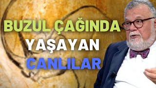 Buzul Çağında Yaşayan Canlılar