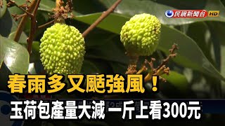 春雨多又颳強風！ 玉荷包產量大減 一斤上看300元－民視新聞