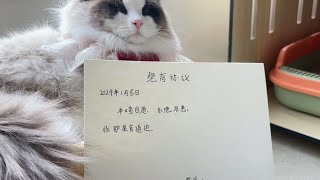 纠结了好久还是不让他吃爱情的苦了 我做的是对的吧#猫咪绝育 #vlog日常 #布偶猫 #公猫去势