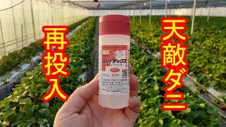 天敵ダニ再投入　いちご農家の日々のお仕事　＃７８９