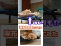 ”猫なんです”のポメラニアン　 shorts