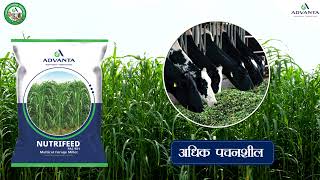 Nutrifeed || नुट्रिफीड || Advanta fodder seeds ||