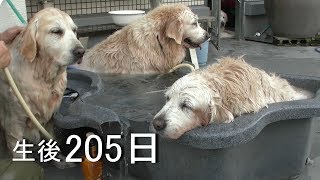 アイン村 チロの子生後205日目  ヒロひいばあちゃん川に行きました。(GoldenRetriever）