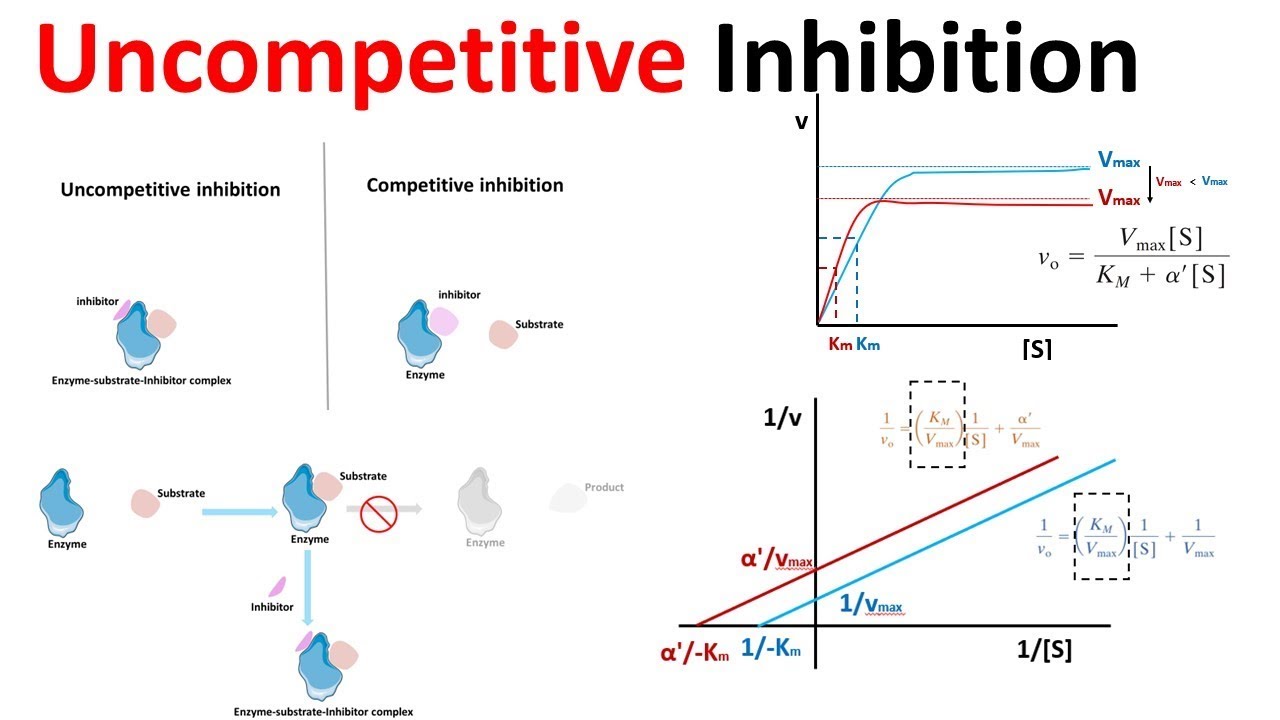 Non Competitive Inhibitor Example