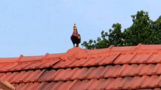 panackattodil temple uthsavam 2012 4