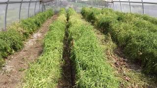 GreenHouse Hybrid RADISH Seed Production