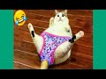 Crazy cats and dogs | Funniest Animals 😄New Funny Videos 2024  🐱🐶 New Funny Cats and Dogs Videos