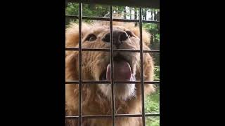 富士サファリでライオンの餌やり体験 Feeding the lions at Fuji Safari