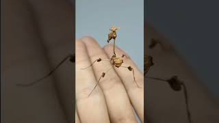 wandering violin mantis #youtubeshorts #ytshorts #nature