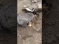 RABBIT MOM 🐇🐰 you can't guess how many to go in, Videos Cute moment you never know before #yt #610