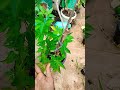 பூக்கும் பருவத்தில் உள்ள சீனி மிளகாய் விற்பனைக்கு #garden #shortsvideo #shortsviral #native