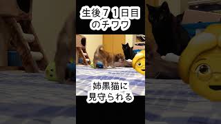 結局可愛い(2024年4月30日の生後71日目のチワワと7歳黒猫)  #chiwawa #puppy #blackcat