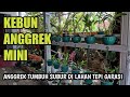 Orchid Garden Tour (14): Kebun Anggrek Mini di Tepi Garasi Rapi & Tumbuh Subur di Bu Gati Garden