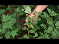 get it growing how to identify some common garden weeds