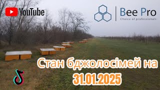 Стан бджолосімей у вулика ППУ від ТМ Bee Pro на 31.01.2025