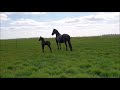 10 days old friesian filly for the first time in the pasture. jacobien en elsje.