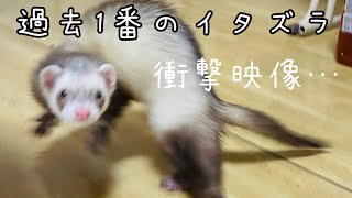 【フェレット】まさかまさかのイタズラに衝撃…