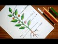 How to draw PARTS OF A TREE 🌳 | Parts of a plant drawing easy | গাছের বিভিন্ন অংশ অঙ্কন |