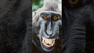 Green screen with @submonkey #monkey #funny #animals