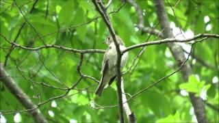 コサメビタキ（2）：小鮫鶲：Muscicapa dauurica－明石公園－2015 05 15