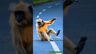 Hanuman Monkey 🦧 | monkey funny comedy | shorts viral | #shorts #viralvideo #monkeyvideo #trending