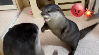 カワウソにも反抗期はある?! とあくん🆚りおパパ 渾身のバトル【カワウソ家族】A battle of Otter Toa and Rio-dad ~Maybe a rebellion phase~