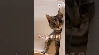 子猫と”かくれんぼ”したら🤭｜PECO #子猫 #キジトラ #保護猫 #愛猫家 #子猫のいる生活 #kitten #browntabby #rescuedcat #catlover