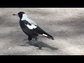 australian magpie gymnorhina t. tibicen great otway np vic australia 10 mar 2022 3 4