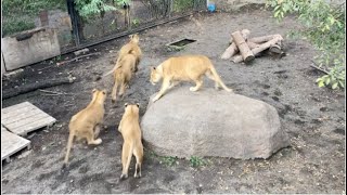 ライオン家族の様子　＠旭山動物園　2023年9月16日⑦　／　閉園前のもうひと遊び