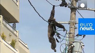 Chimp escape: Primate swings from live power lines, falls from electricity pole | euronews 🇬🇧