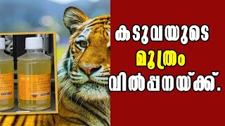 Health News-കടുവയുടെ മൂത്രം ഔഷധ ​ഗുണമോ ?Shocking Sale: Tiger Urine Sold as Medicine in China!